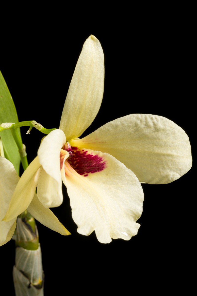Dendrobium albosanguineum photo 5