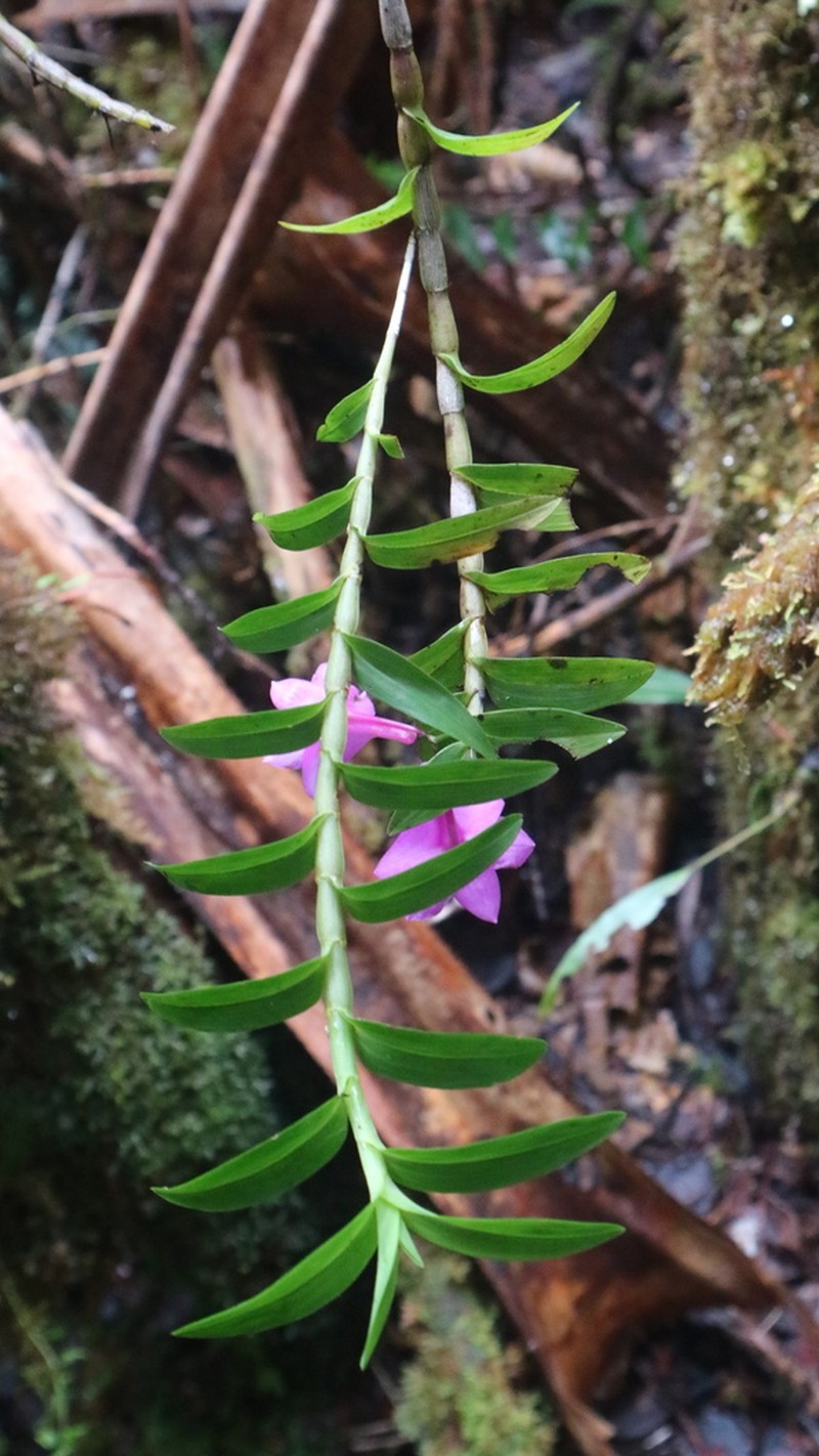 Dendrobium alderwereltianum