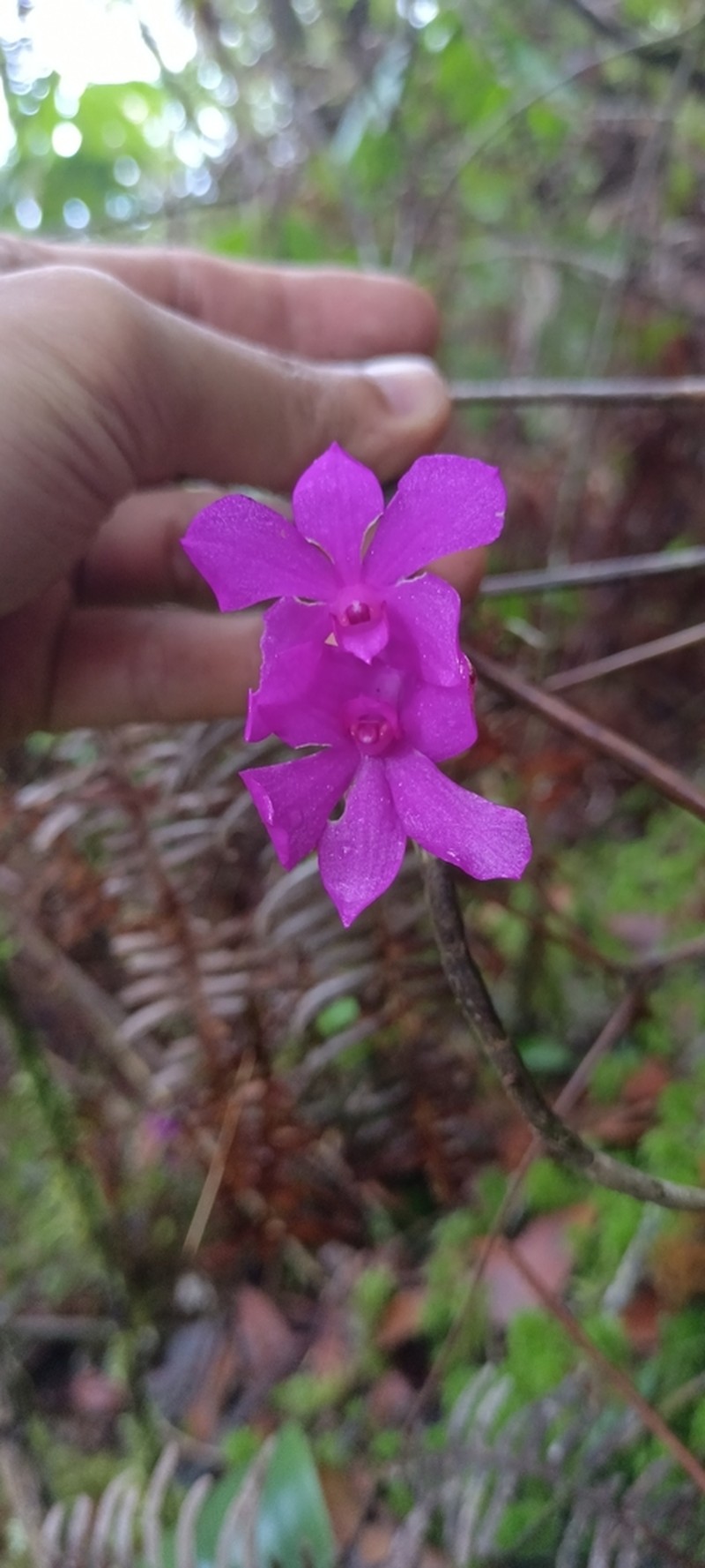 Dendrobium alderwereltianum photo 2