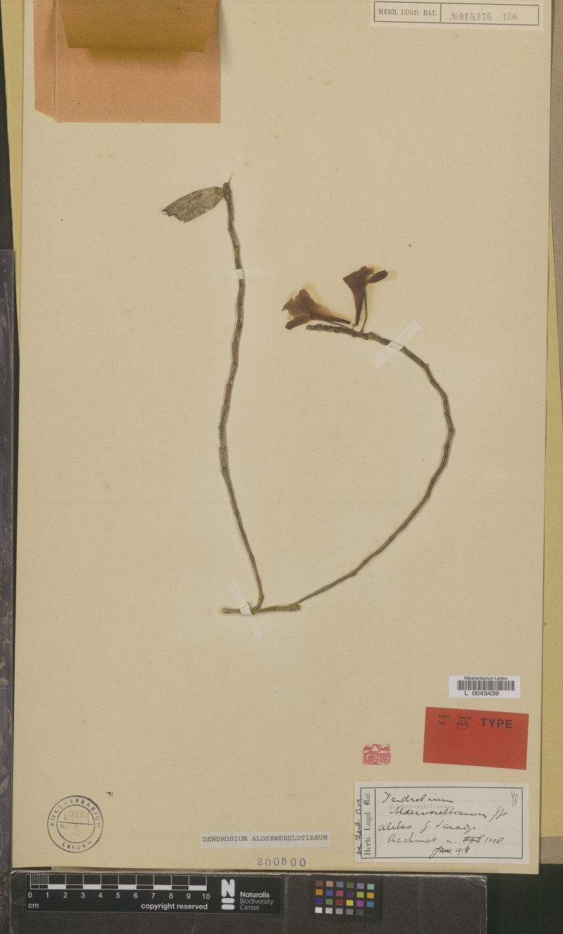 Dendrobium alderwereltianum photo 3