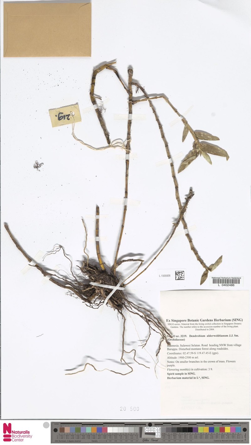 Dendrobium alderwereltianum photo 4