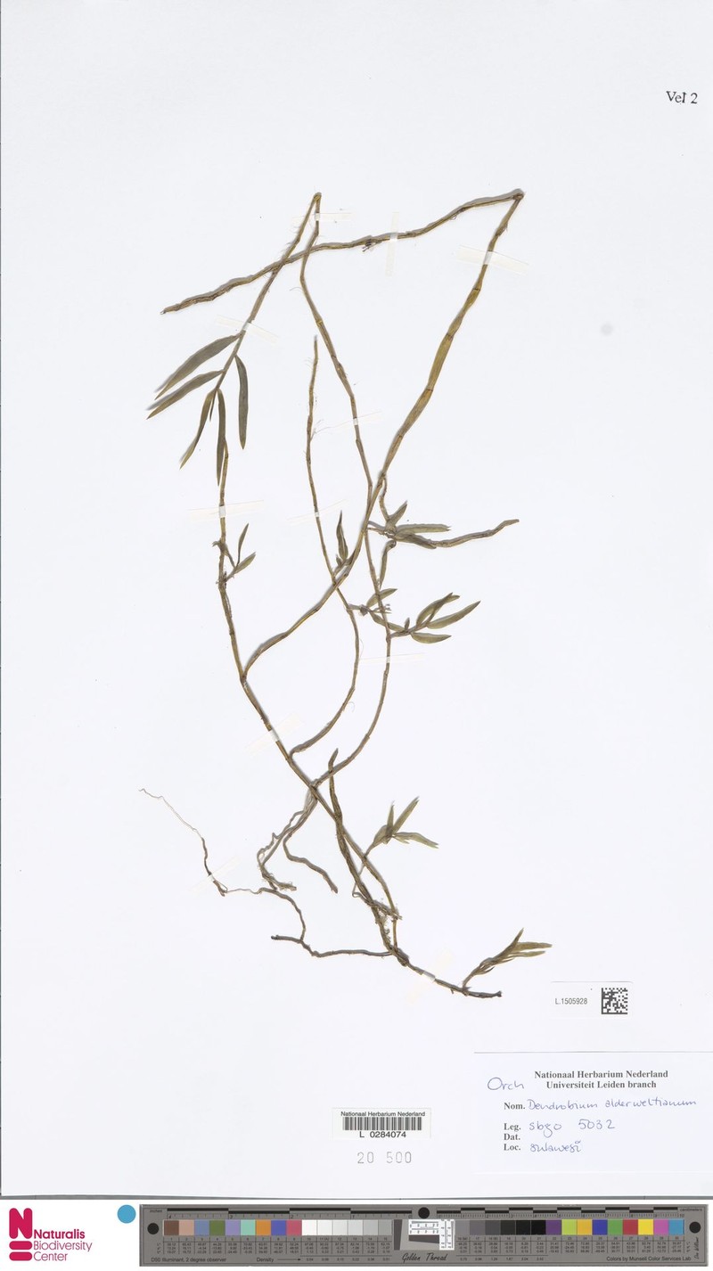 Dendrobium alderwereltianum photo 5