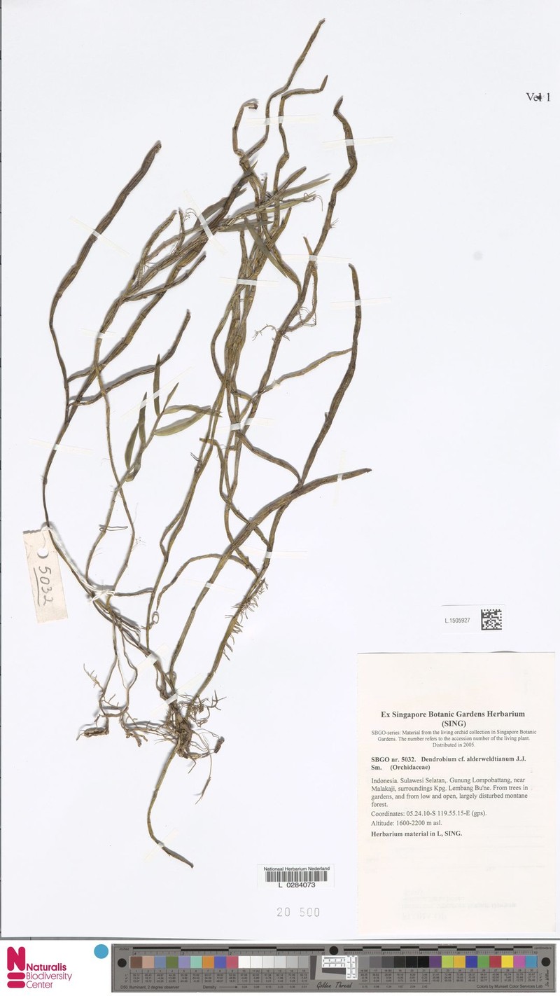 Dendrobium alderwereltianum photo 6