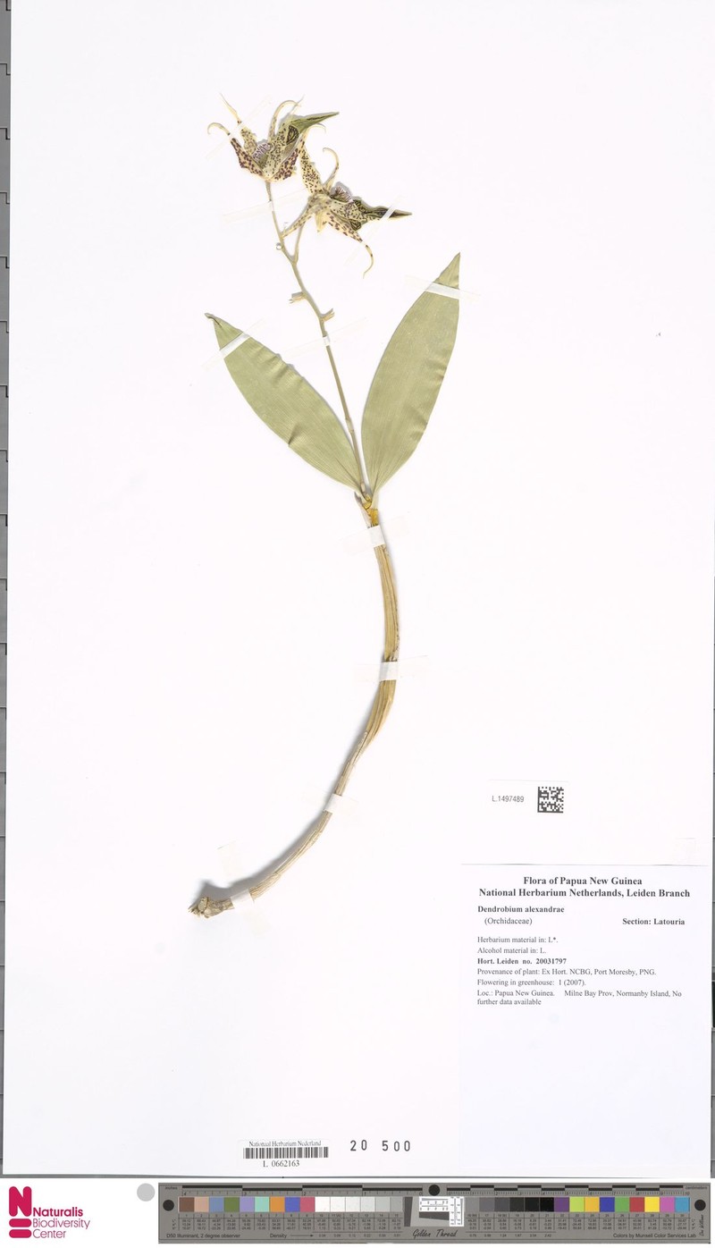Dendrobium alexandrae photo 2
