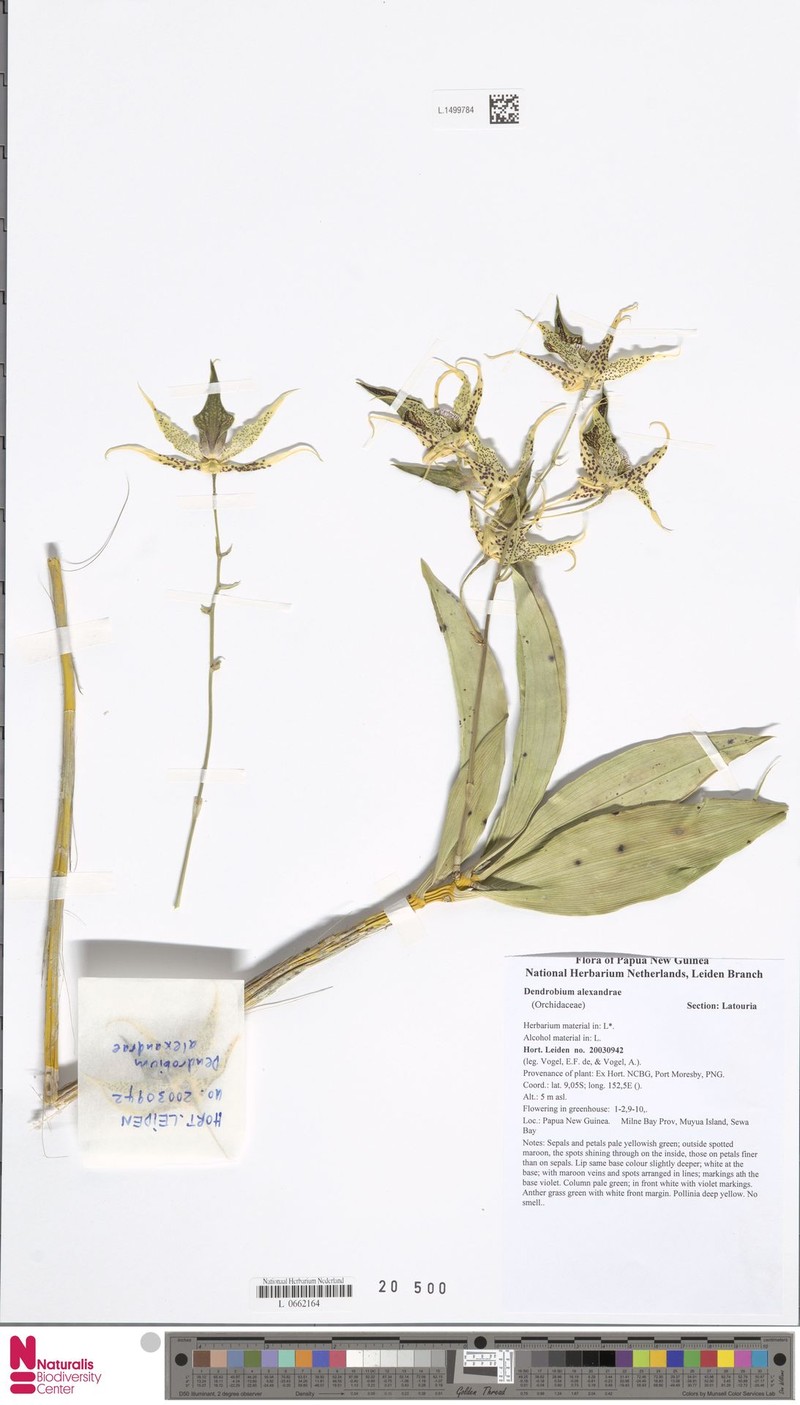 Dendrobium alexandrae photo 3