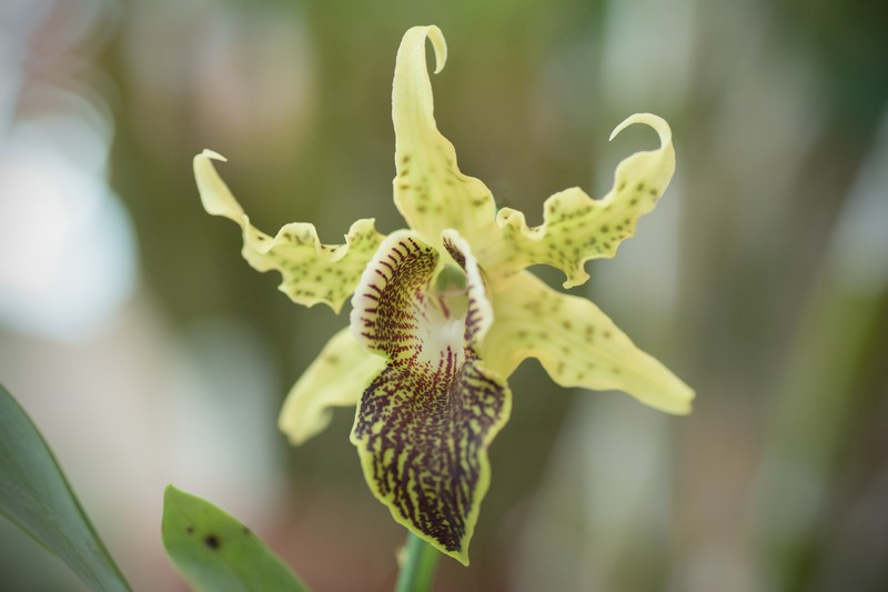 Dendrobium alexandrae