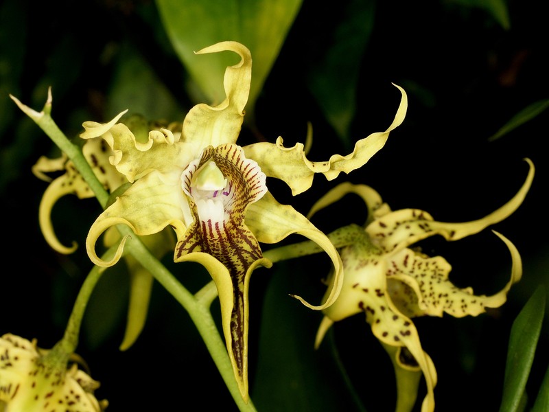 Dendrobium alexandrae photo 4