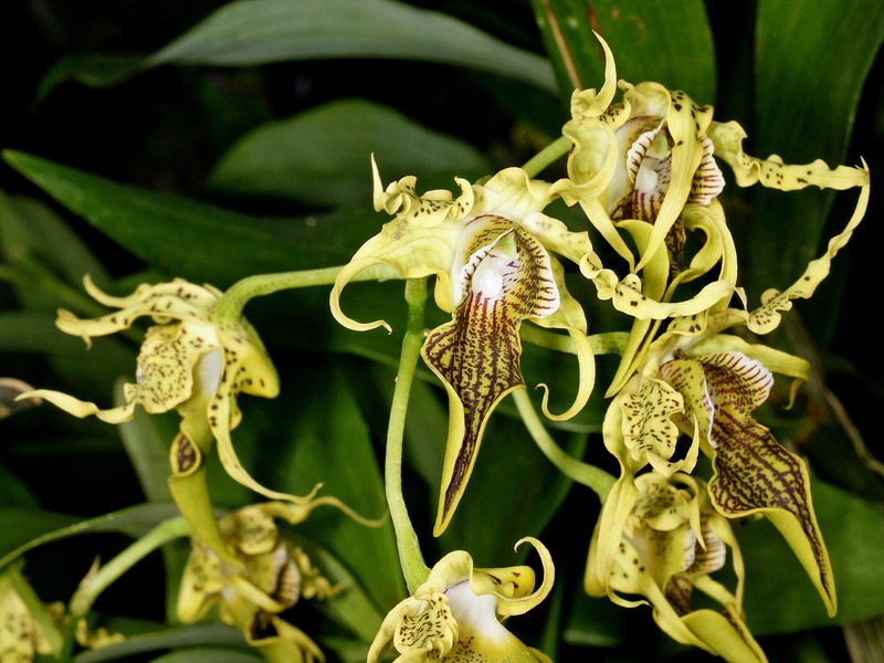 Dendrobium alexandrae photo 5