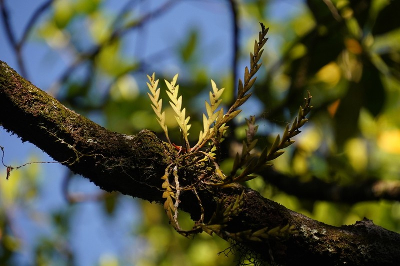 Dendrobium aloifolium photo 2