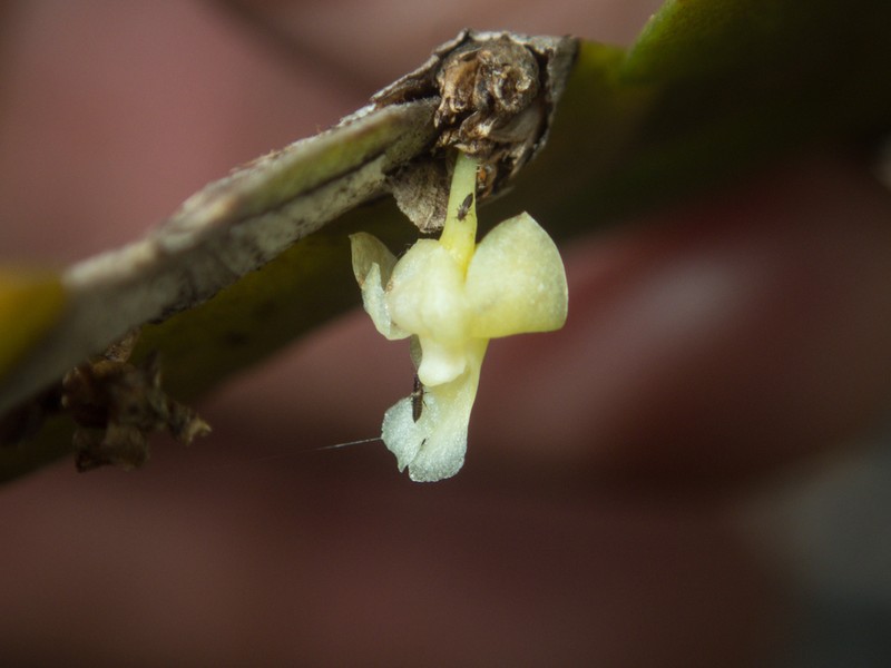 Dendrobium aloifolium photo 3