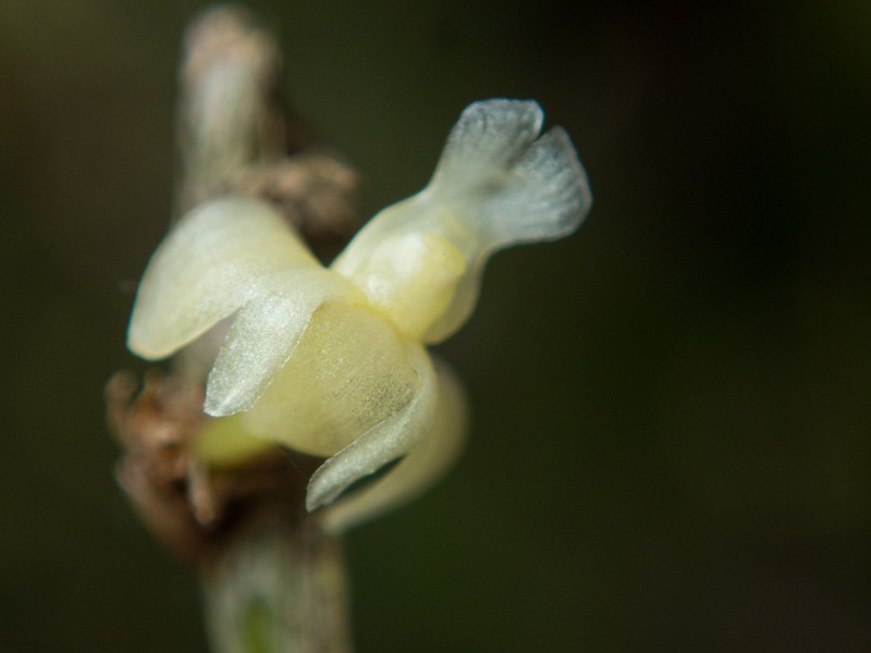 Dendrobium aloifolium photo 4