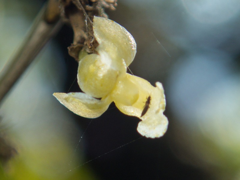 Dendrobium aloifolium photo 5