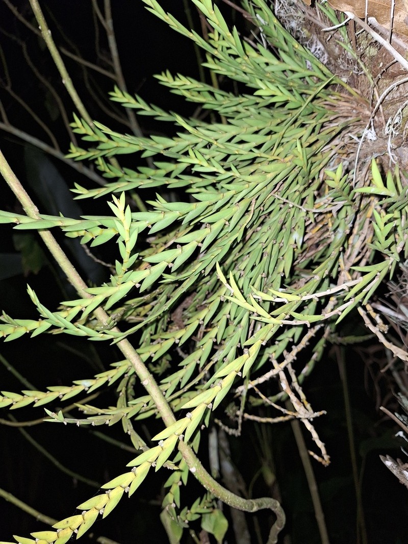 Dendrobium aloifolium photo 6