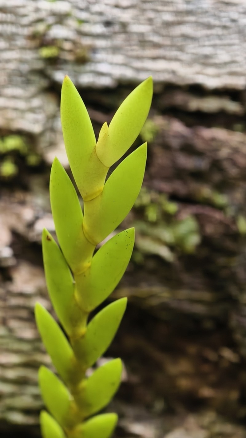 Dendrobium aloifolium photo 7