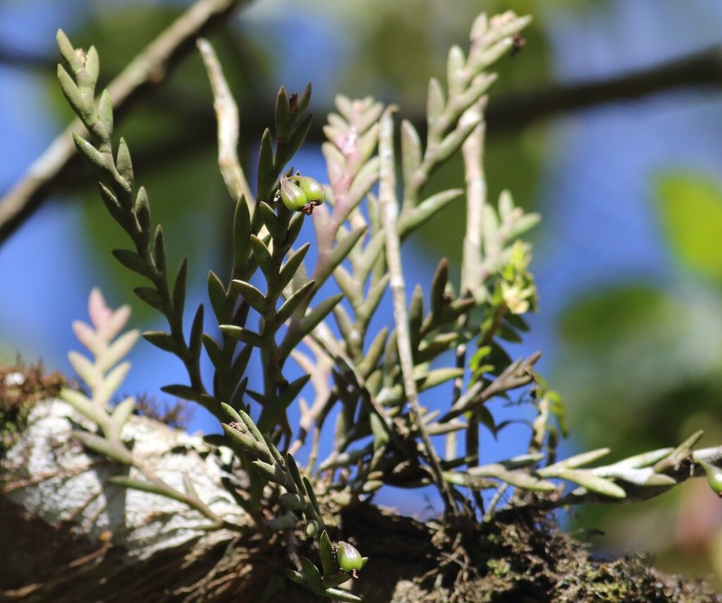 Dendrobium aloifolium photo 8
