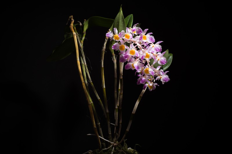 Dendrobium amabile photo 2