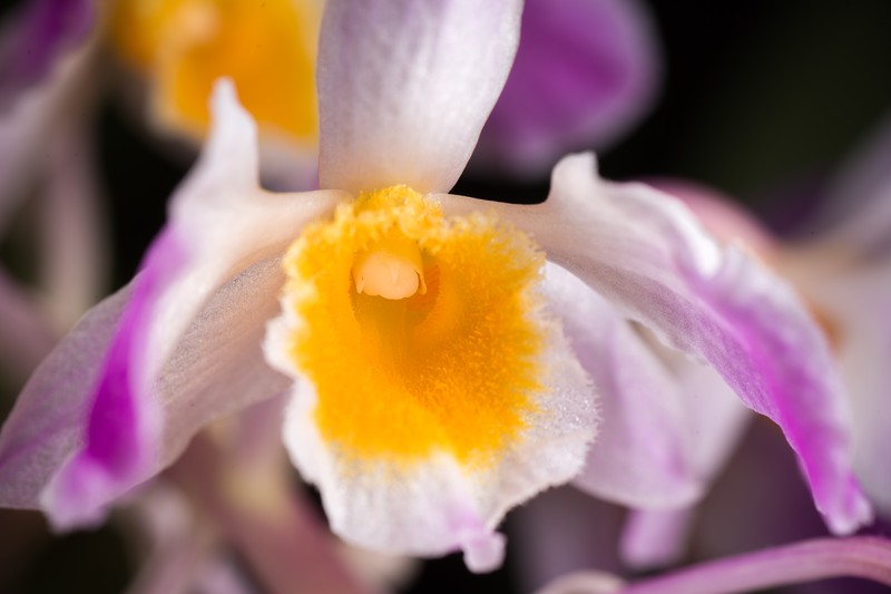 Dendrobium amabile photo 3