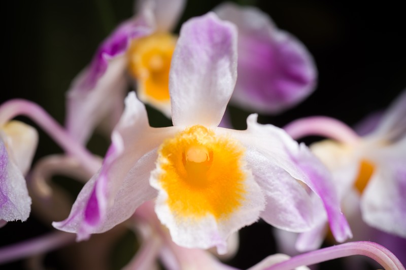 Dendrobium amabile photo 4