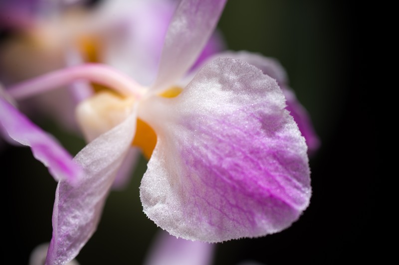 Dendrobium amabile photo 5