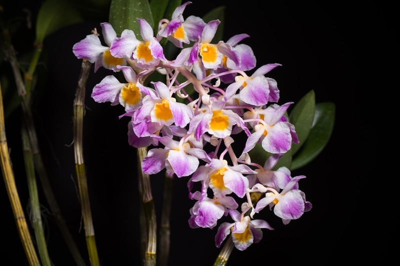 Dendrobium amabile photo 6