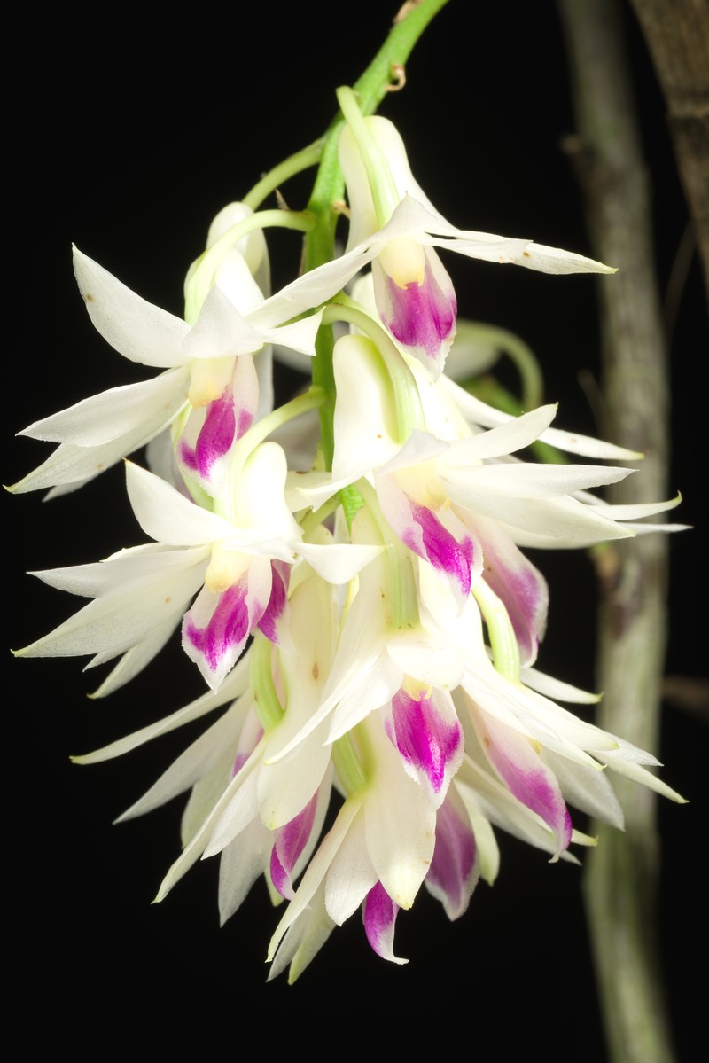 Dendrobium amethystoglossum