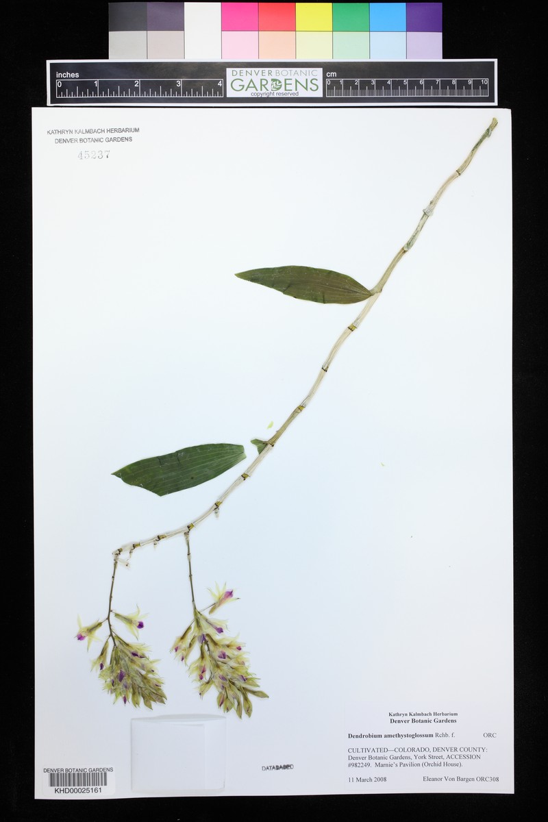 Dendrobium amethystoglossum photo 3