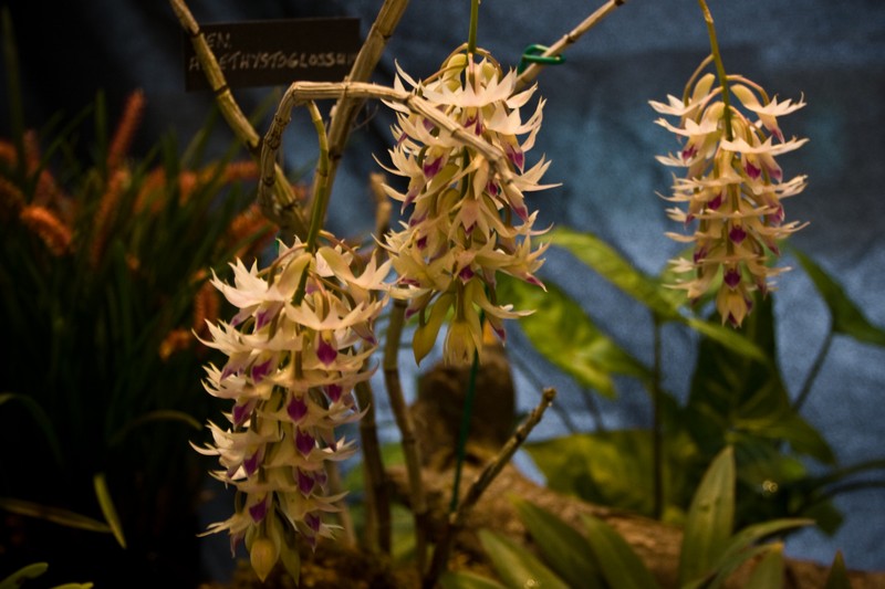 Dendrobium amethystoglossum photo 4