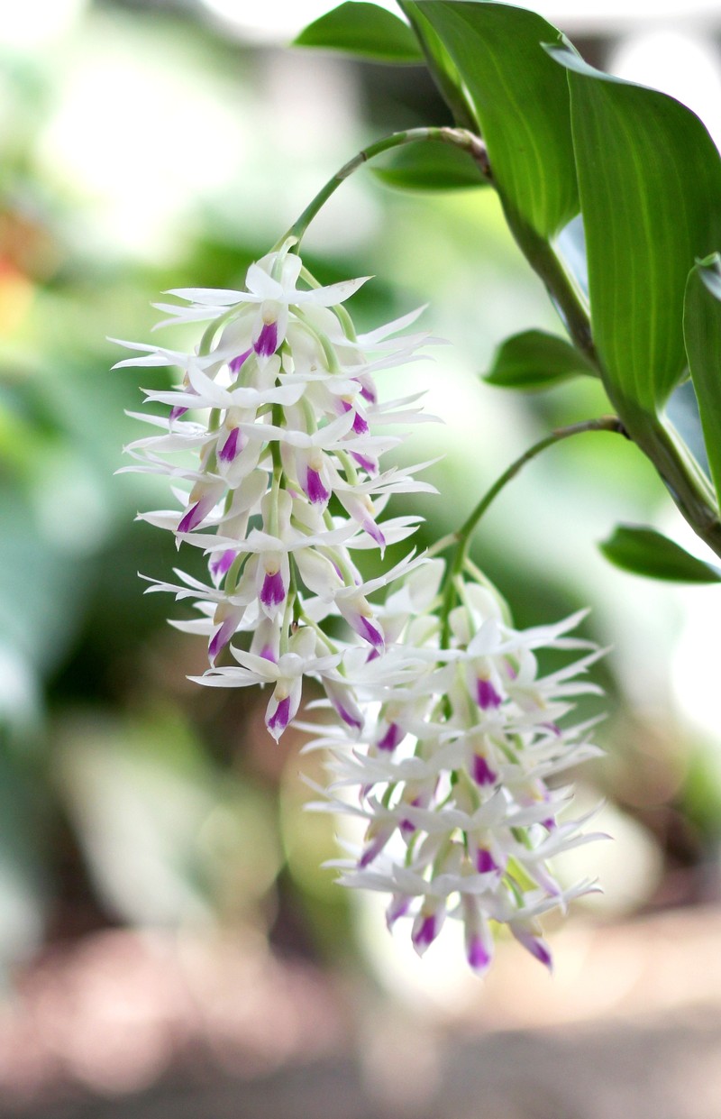 Dendrobium amethystoglossum photo 5