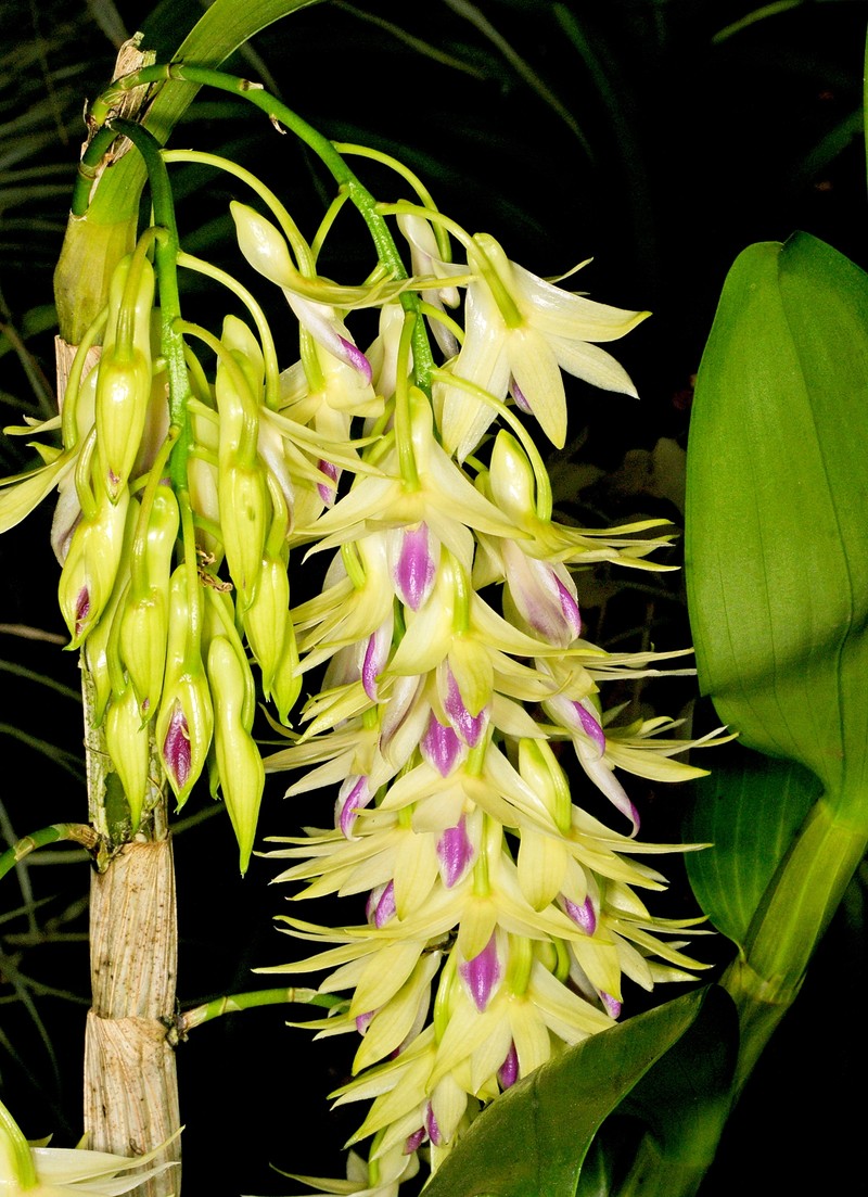 Dendrobium amethystoglossum photo 6