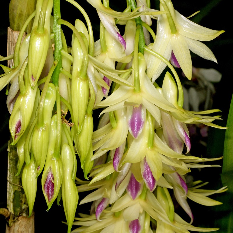 Dendrobium amethystoglossum photo 7