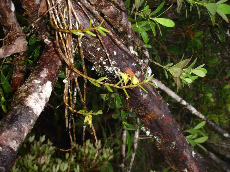Dendrobium amiceanum