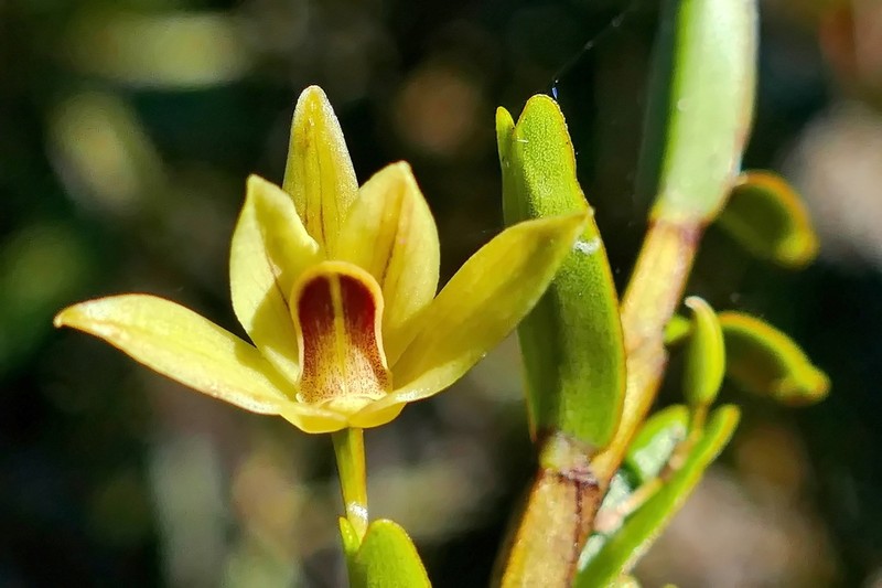 Dendrobium amiceanum photo 2