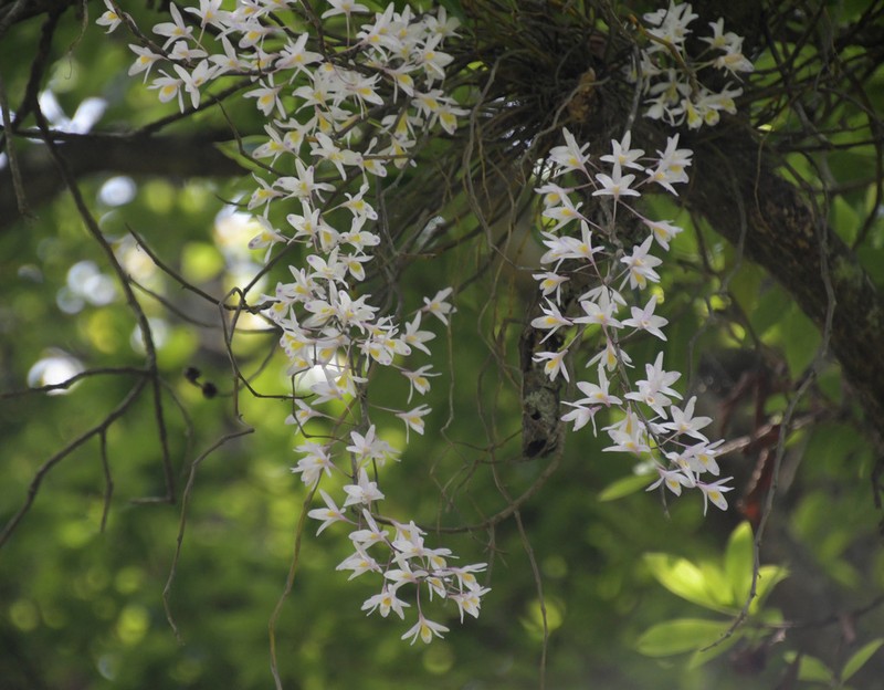 Dendrobium amoenum