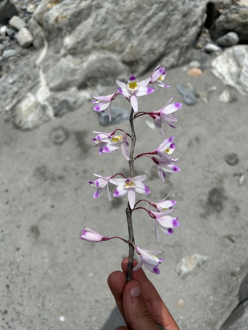 Dendrobium amoenum photo 2