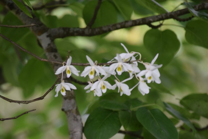 Dendrobium amoenum photo 3