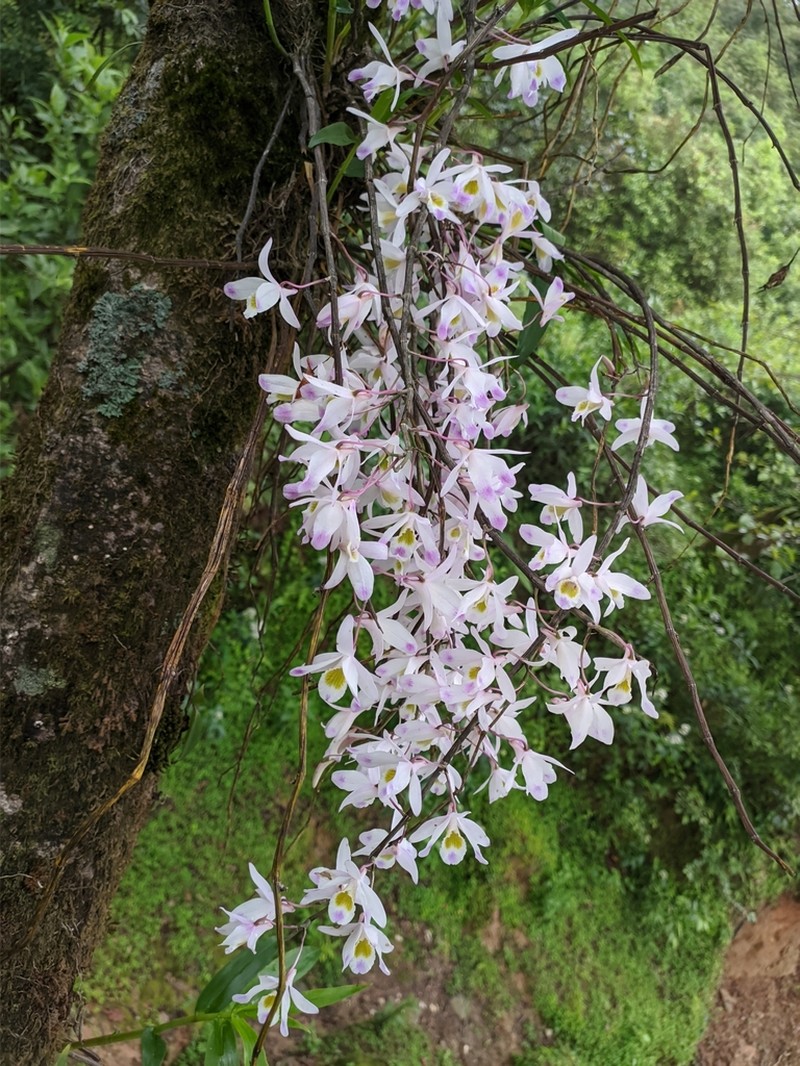 Dendrobium amoenum photo 4