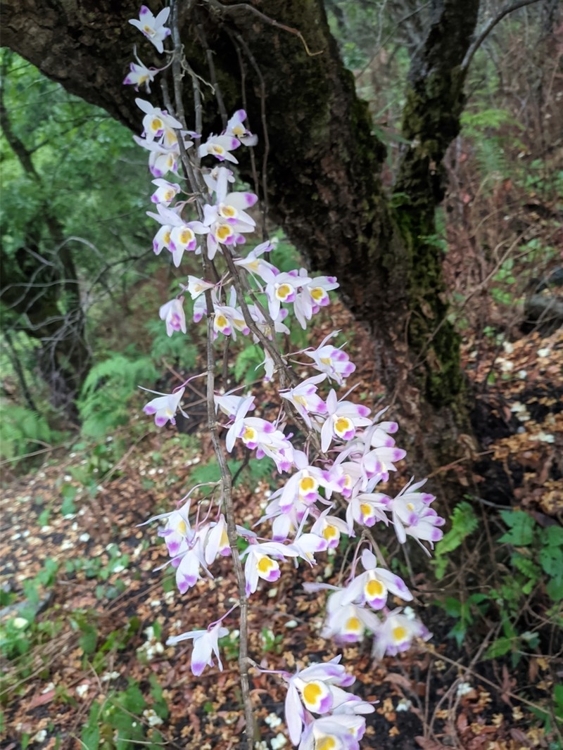 Dendrobium amoenum photo 5