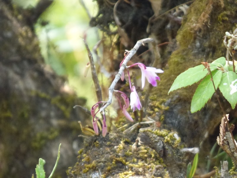 Dendrobium amoenum photo 6