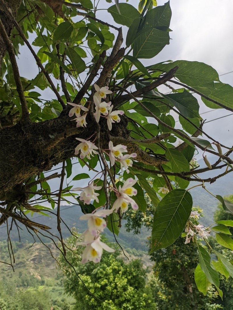 Dendrobium amoenum photo 7