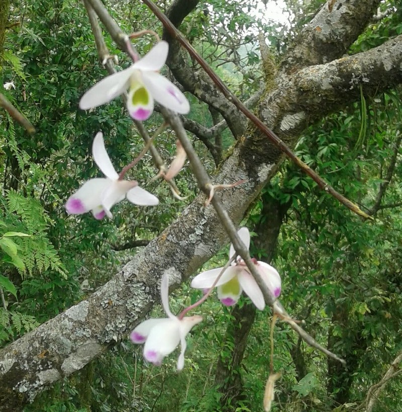 Dendrobium amoenum photo 8