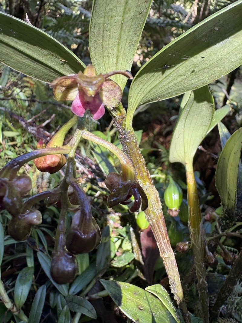 Dendrobium amphigenyum photo 2