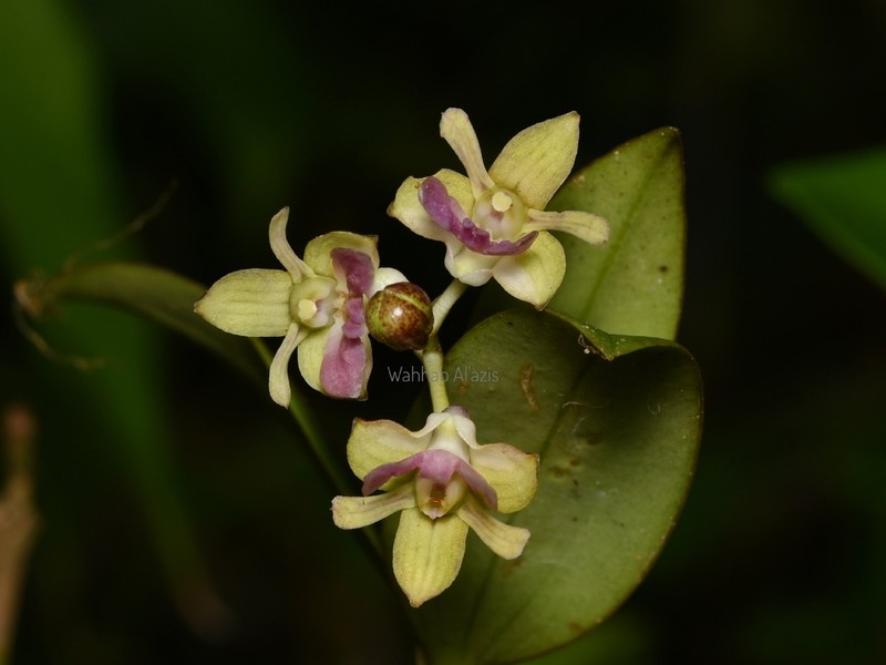 Dendrobium amphigenyum photo 3