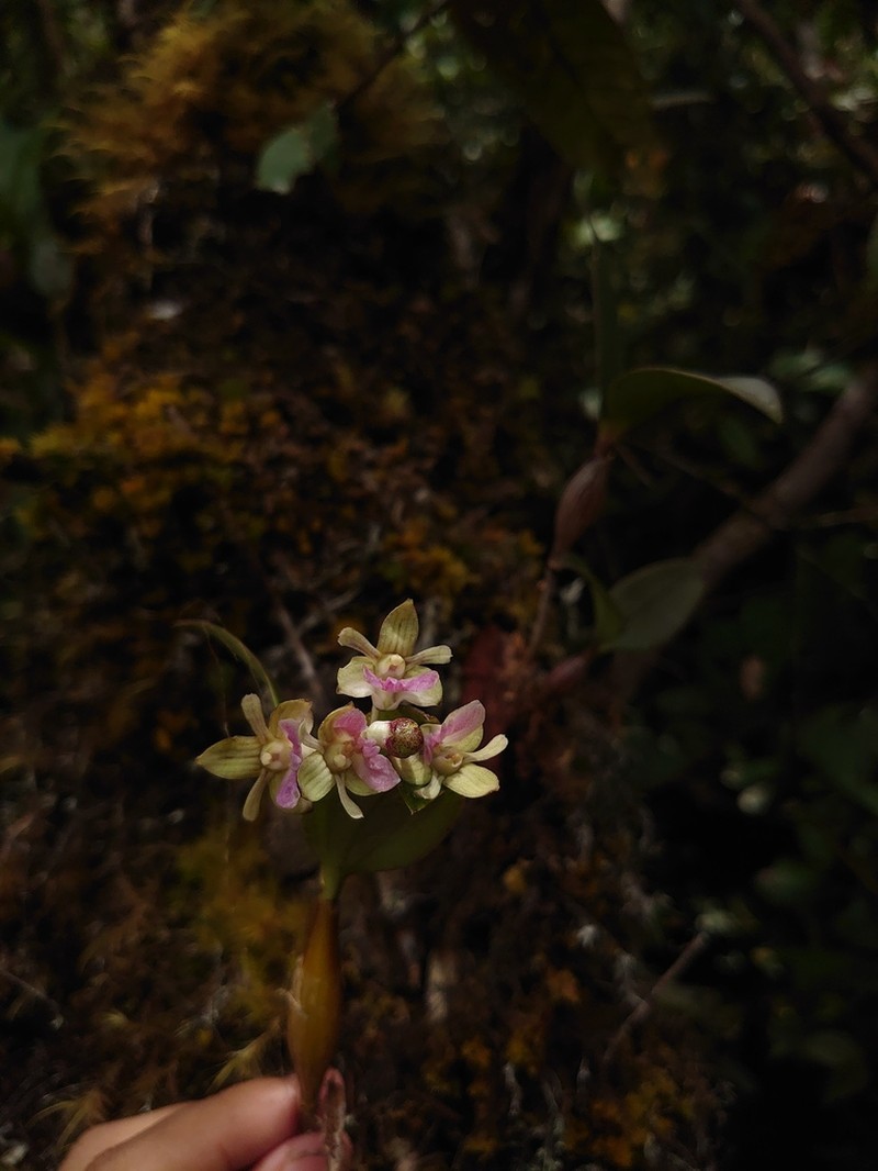 Dendrobium amphigenyum photo 4