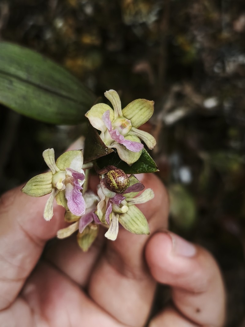 Dendrobium amphigenyum photo 6