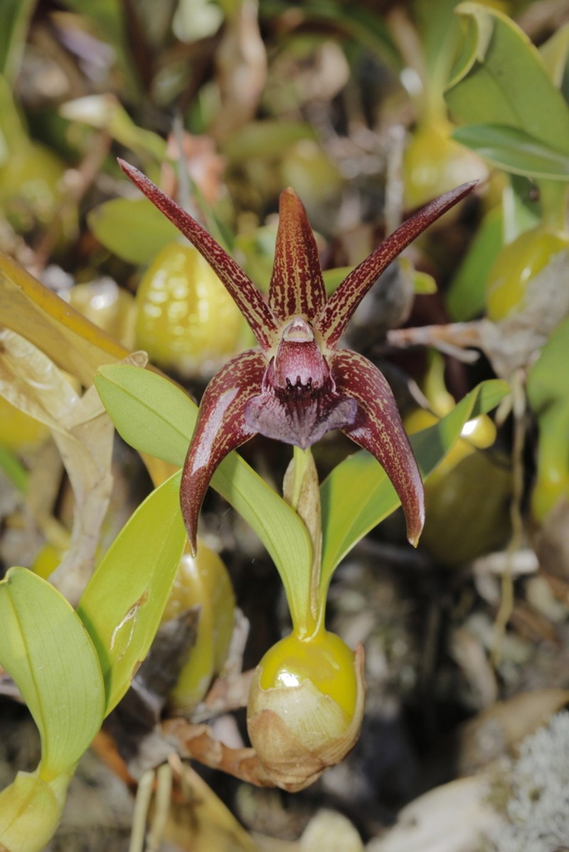 Dendrobium amplum