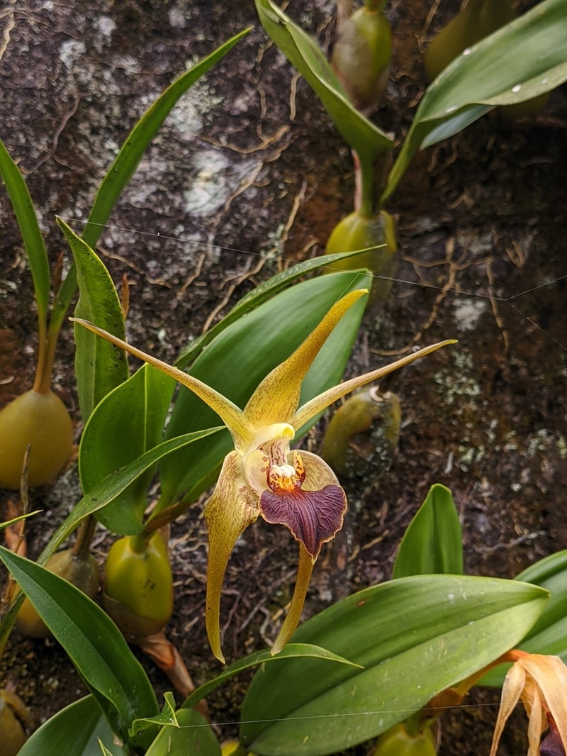Dendrobium amplum photo 2