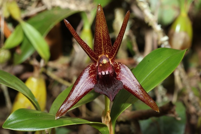 Dendrobium amplum photo 3