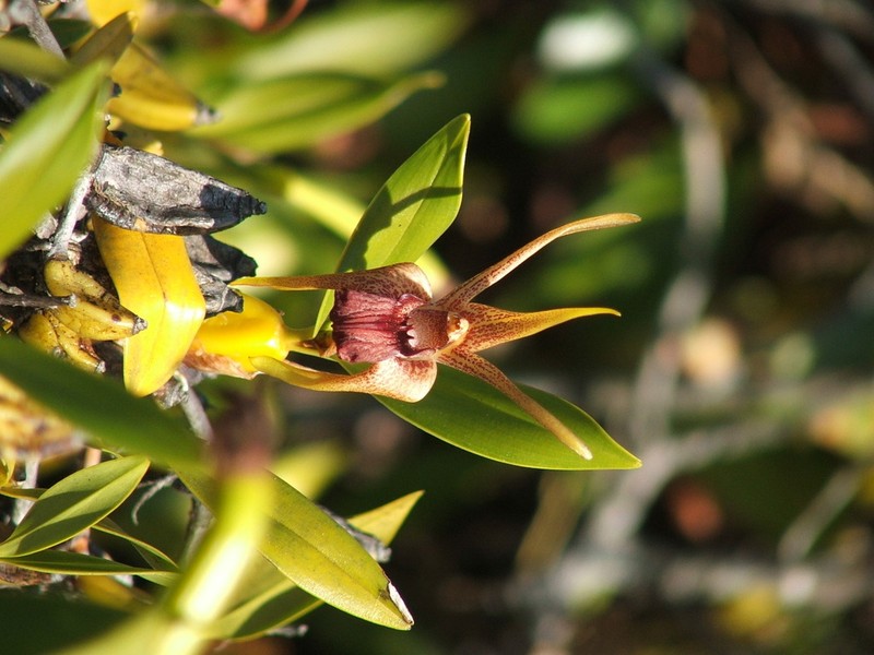 Dendrobium amplum photo 4