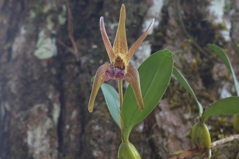 Dendrobium amplum photo 5