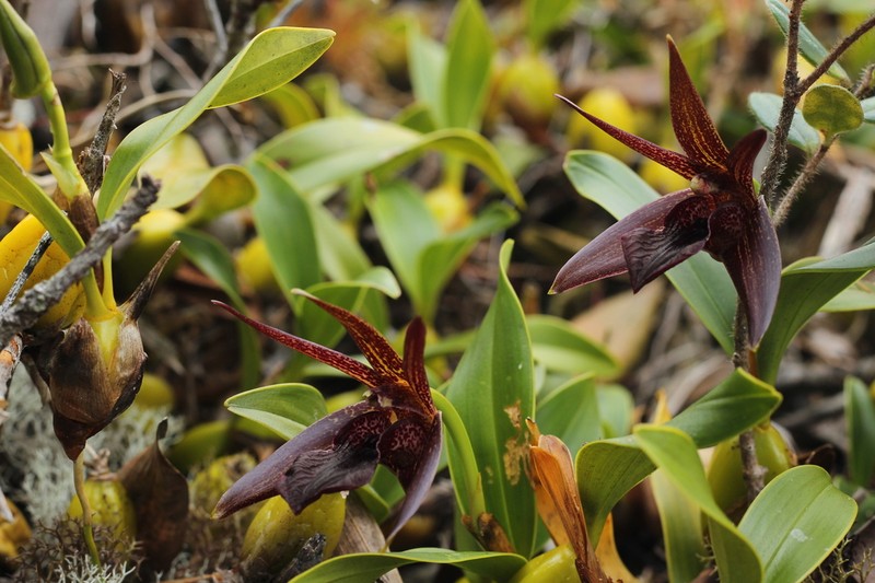 Dendrobium amplum photo 6